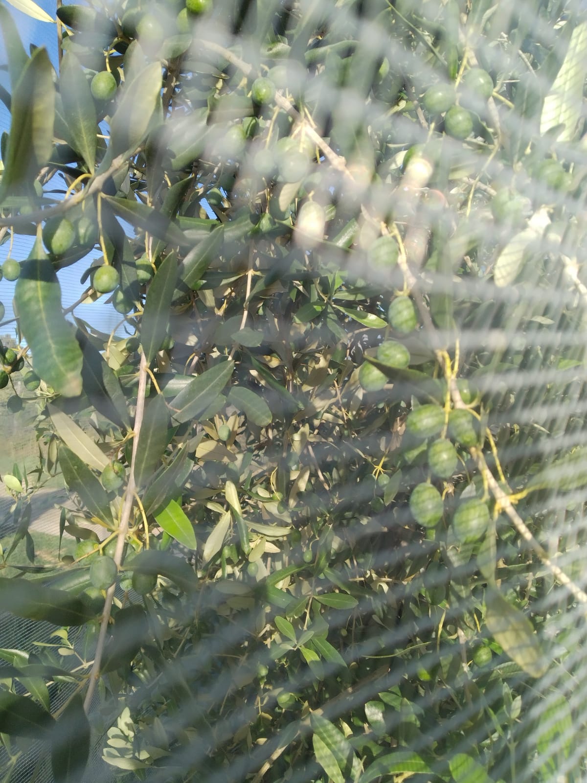 Sotto le reti le olive hanno una maturazione normale